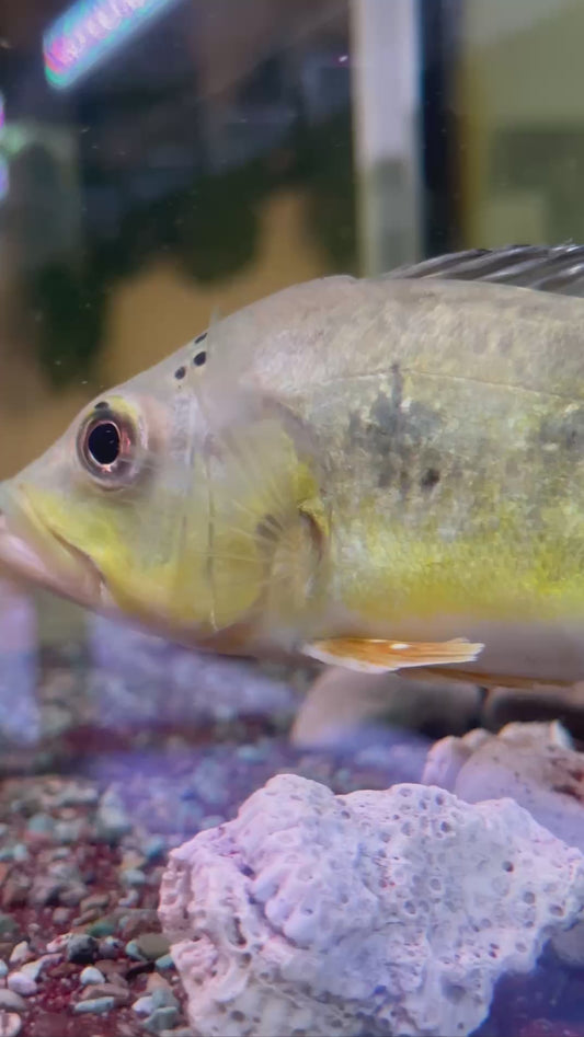 Cichla Kelberi