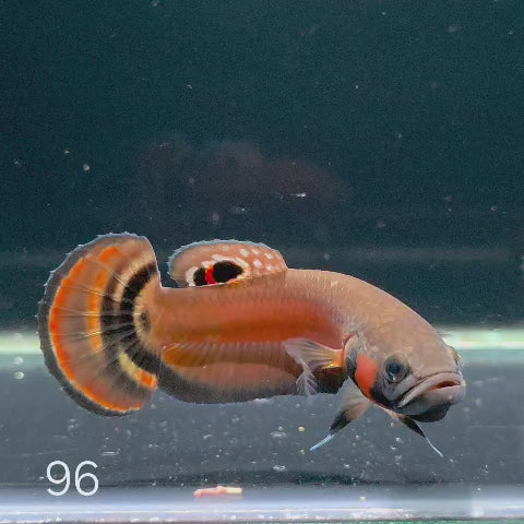 Macrostoma Male (IB096) King Tail
