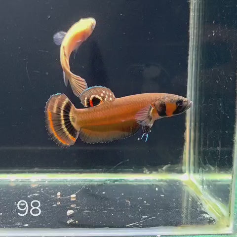 Macrostoma Male (IB098)