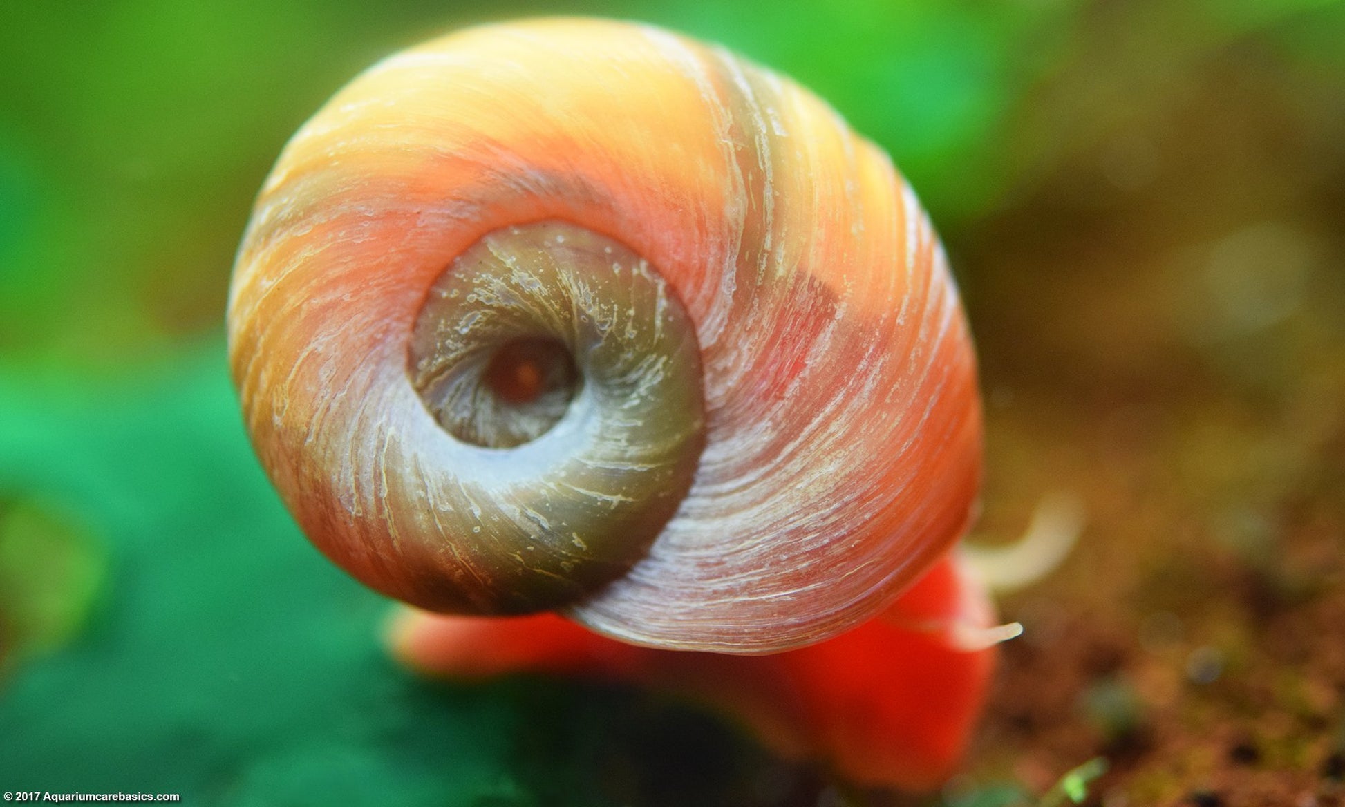 Planorbarius Corneus by ivenbetta