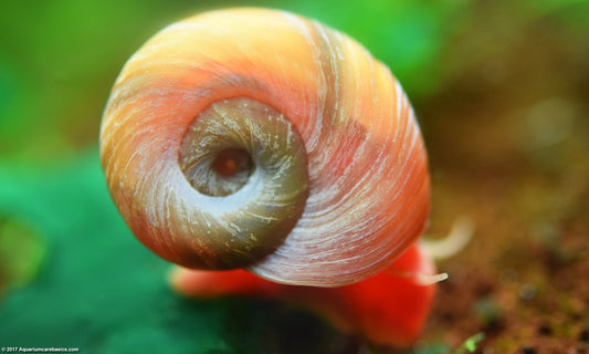 Planorbarius Corneus by ivenbetta