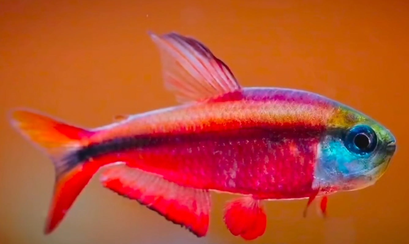 Hyphessobrycon Notidanos "Red" by Iven Betta