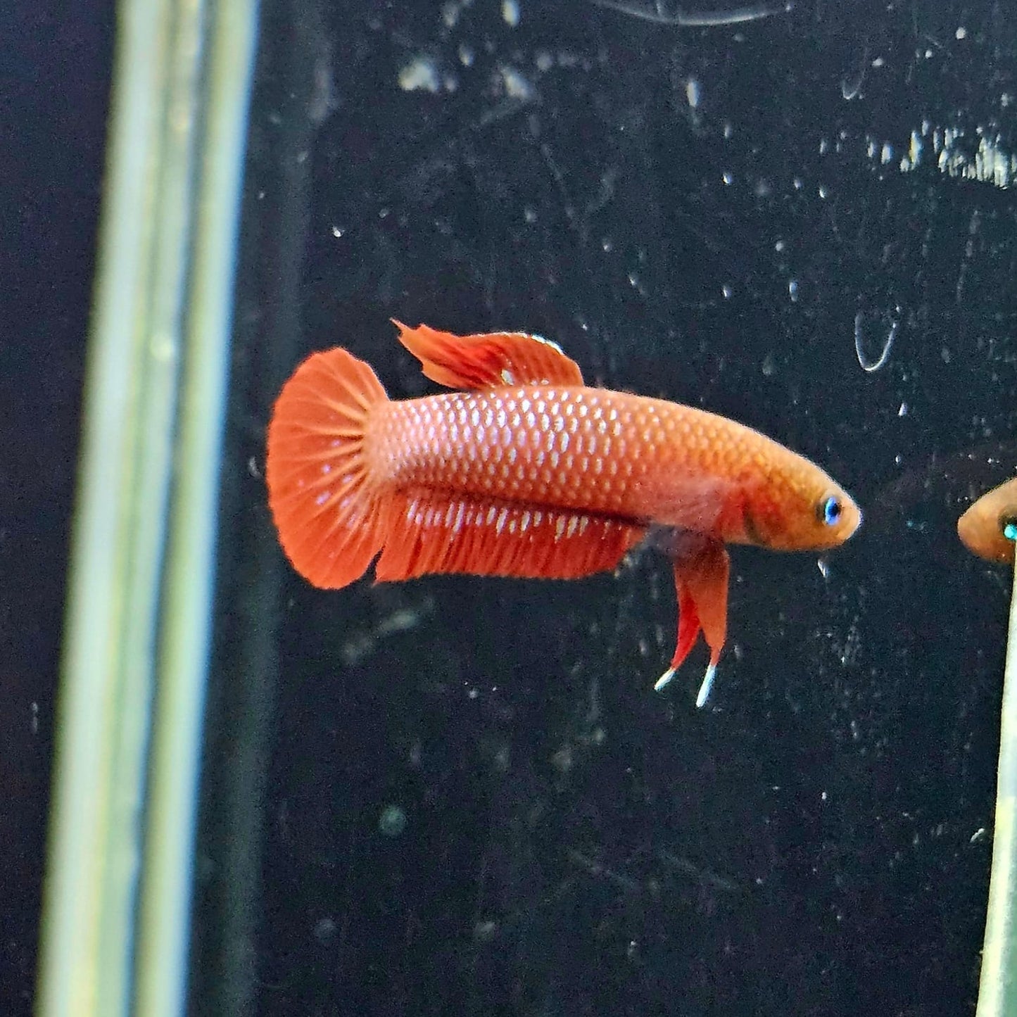 Betta Rutilans by Iven Betta