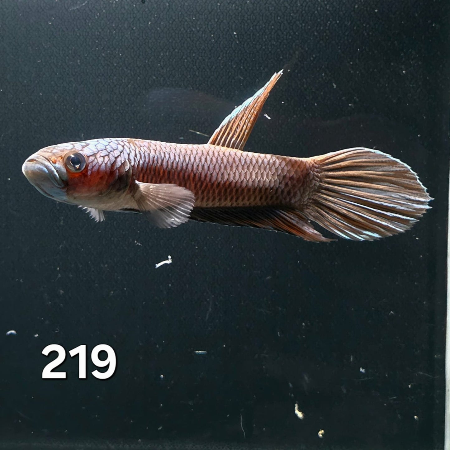 Antuta Male (IB219) by ivenbetta
