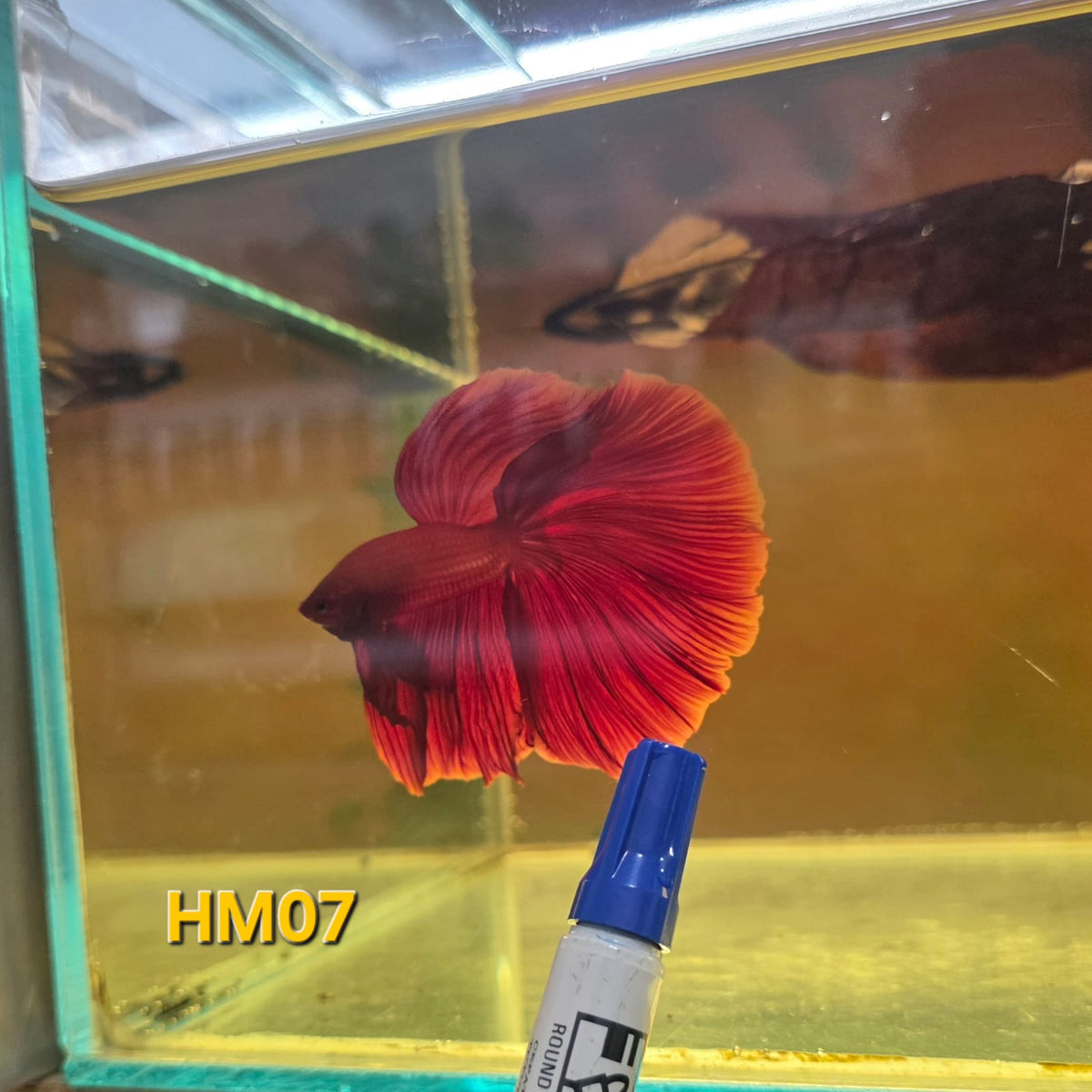 HM Betta Splendens #HM06 by ivenbetta