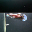 Antuta Male (IB244) by ivenbetta