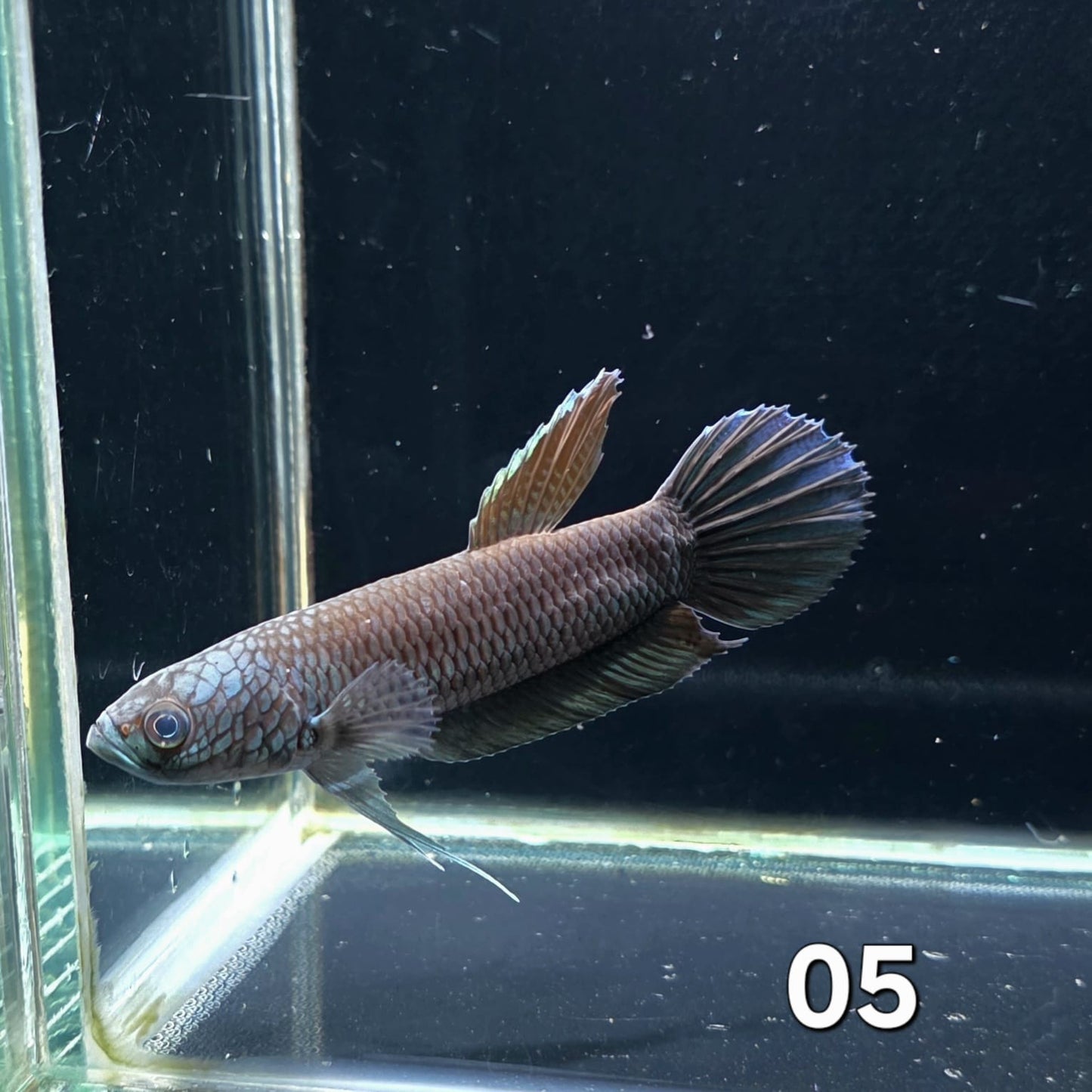 Antuta Male (IB05) by ivenbetta