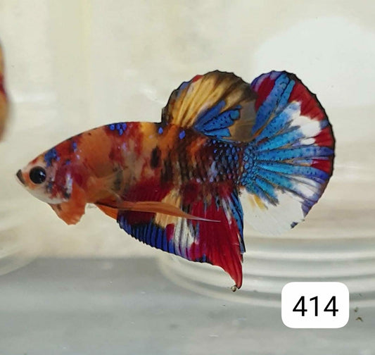 HMPK Betta Splendens #T414 by ivenbetta