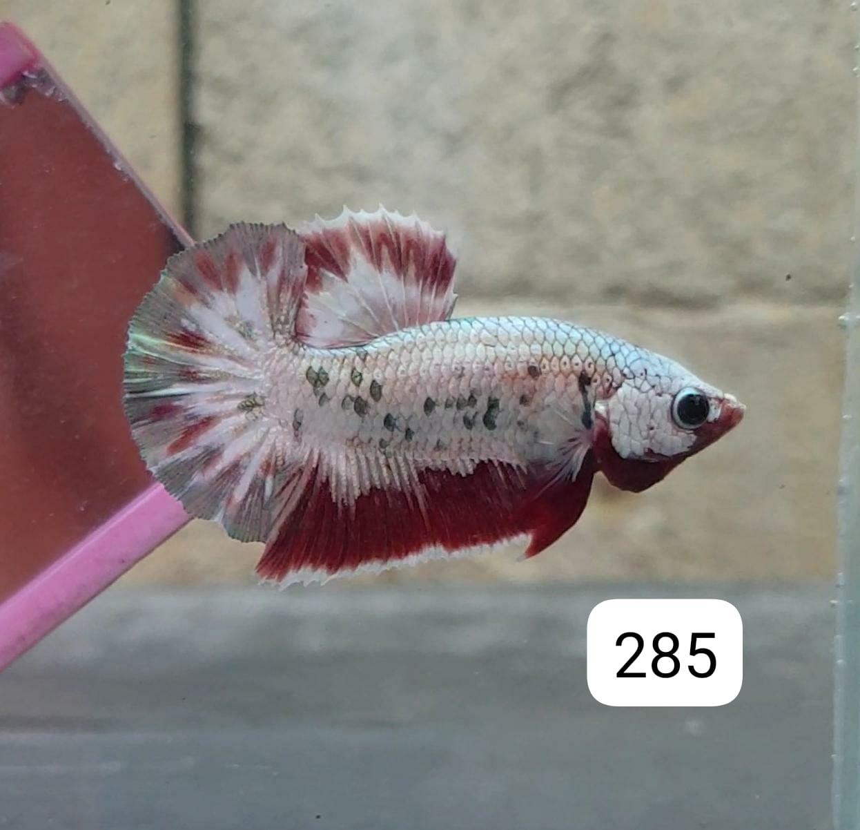HMPK Betta Splendens #T285 by ivenbetta