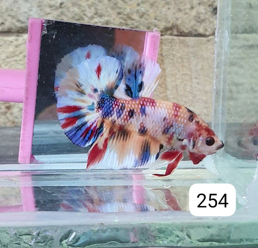 HMPK Betta Splendens #T254 by ivenbetta