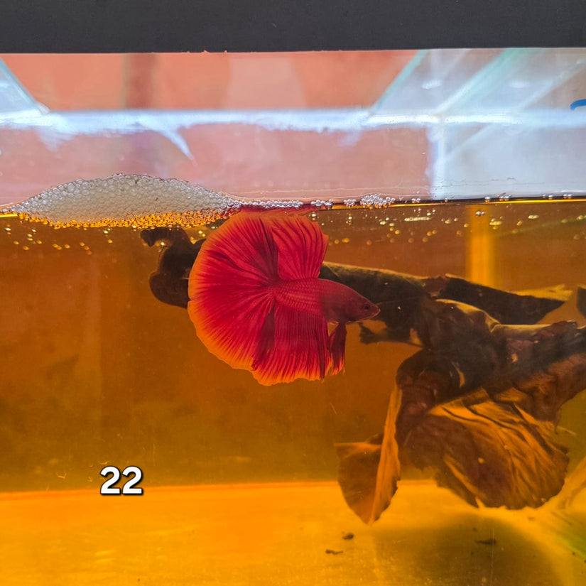 HM Betta Splendens #HM22 by ivenbetta
