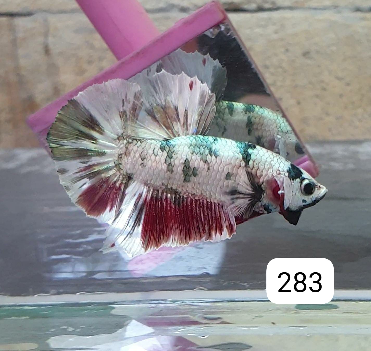 HMPK Betta Splendens #T283 by ivenbetta