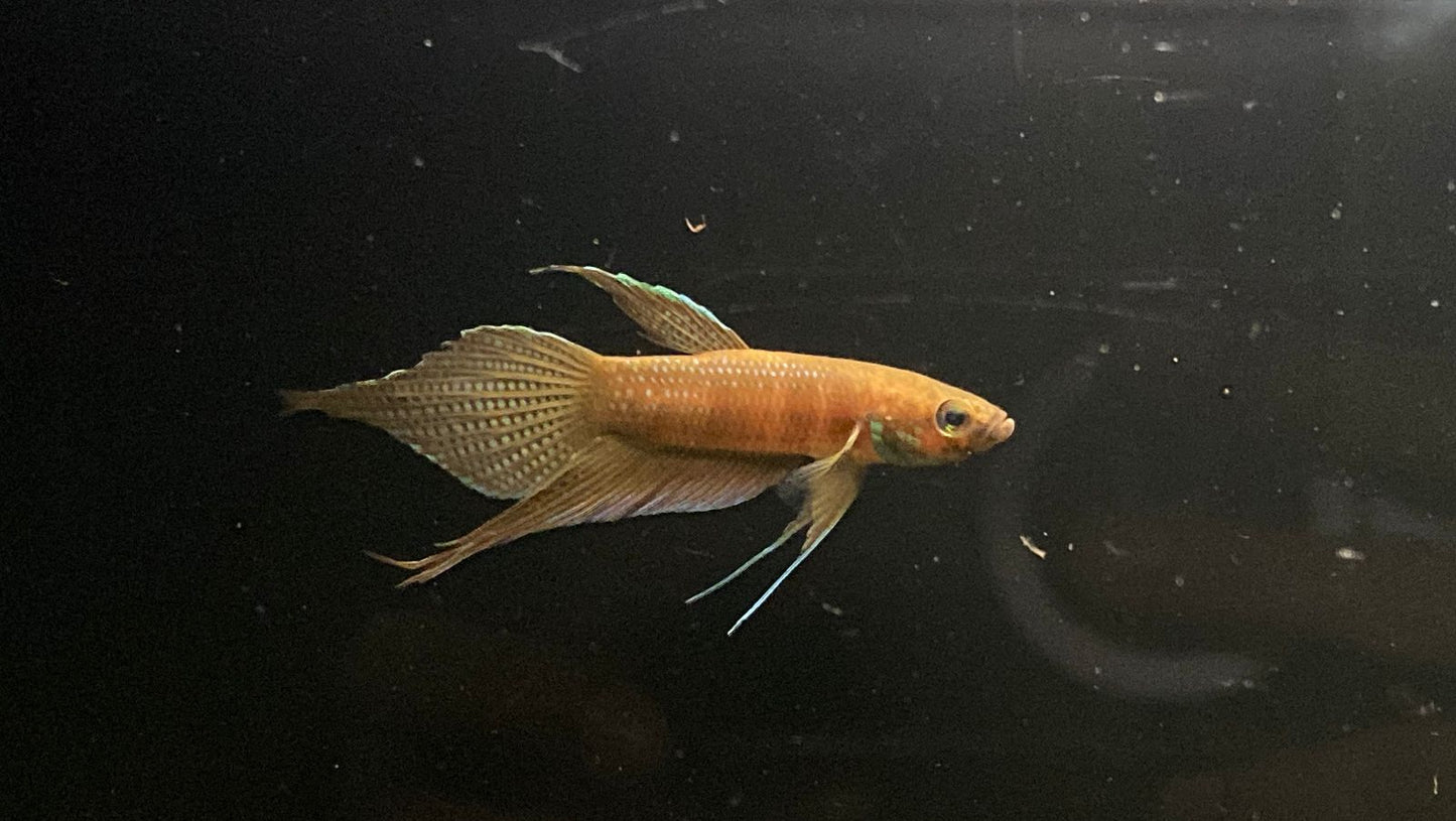 Betta sp. Alai by Iven Betta