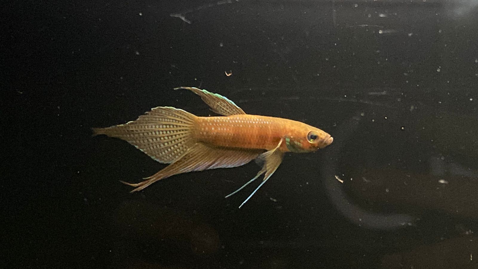 Betta sp. Alai by Iven Betta