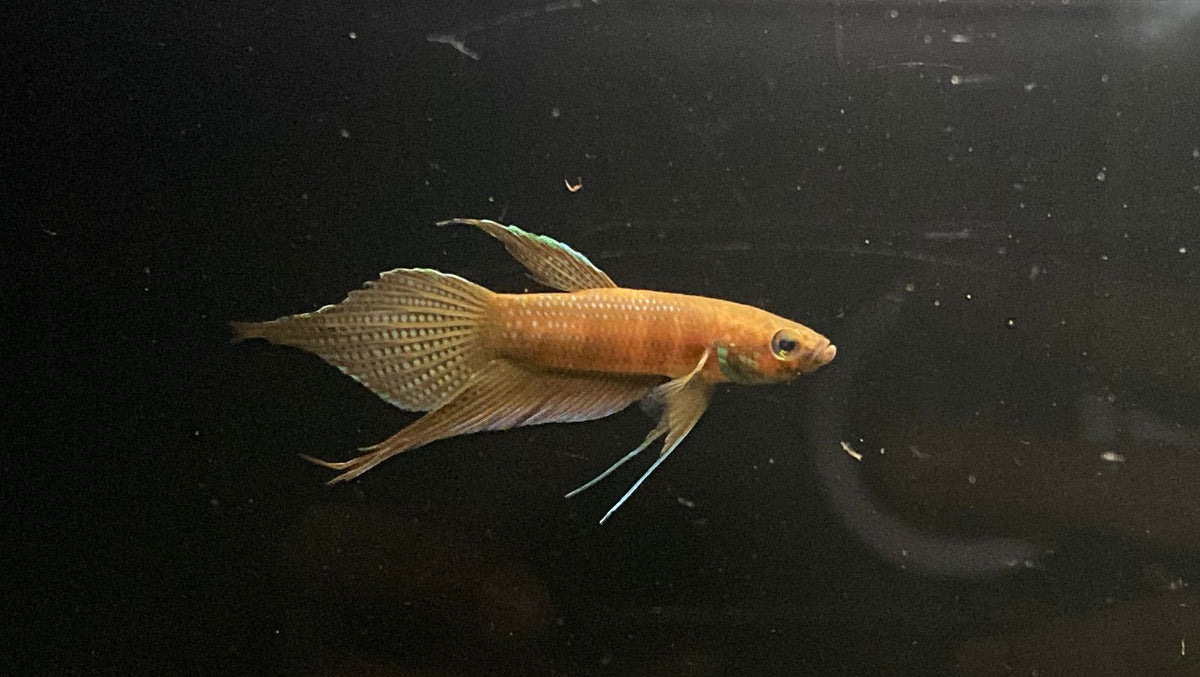 Betta sp. Alai by Iven Betta