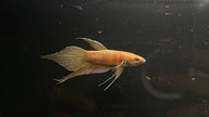 Betta sp. Alai by Iven Betta