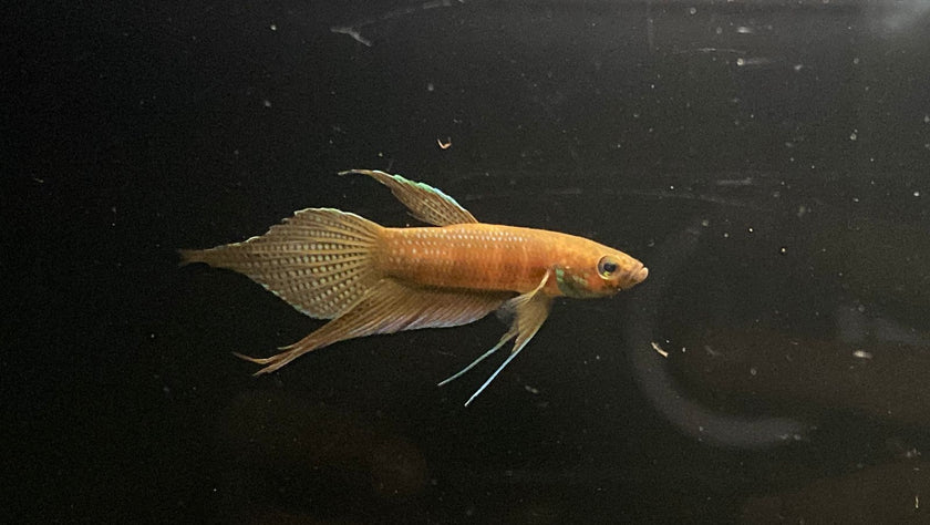 Betta sp. Alai by Iven Betta