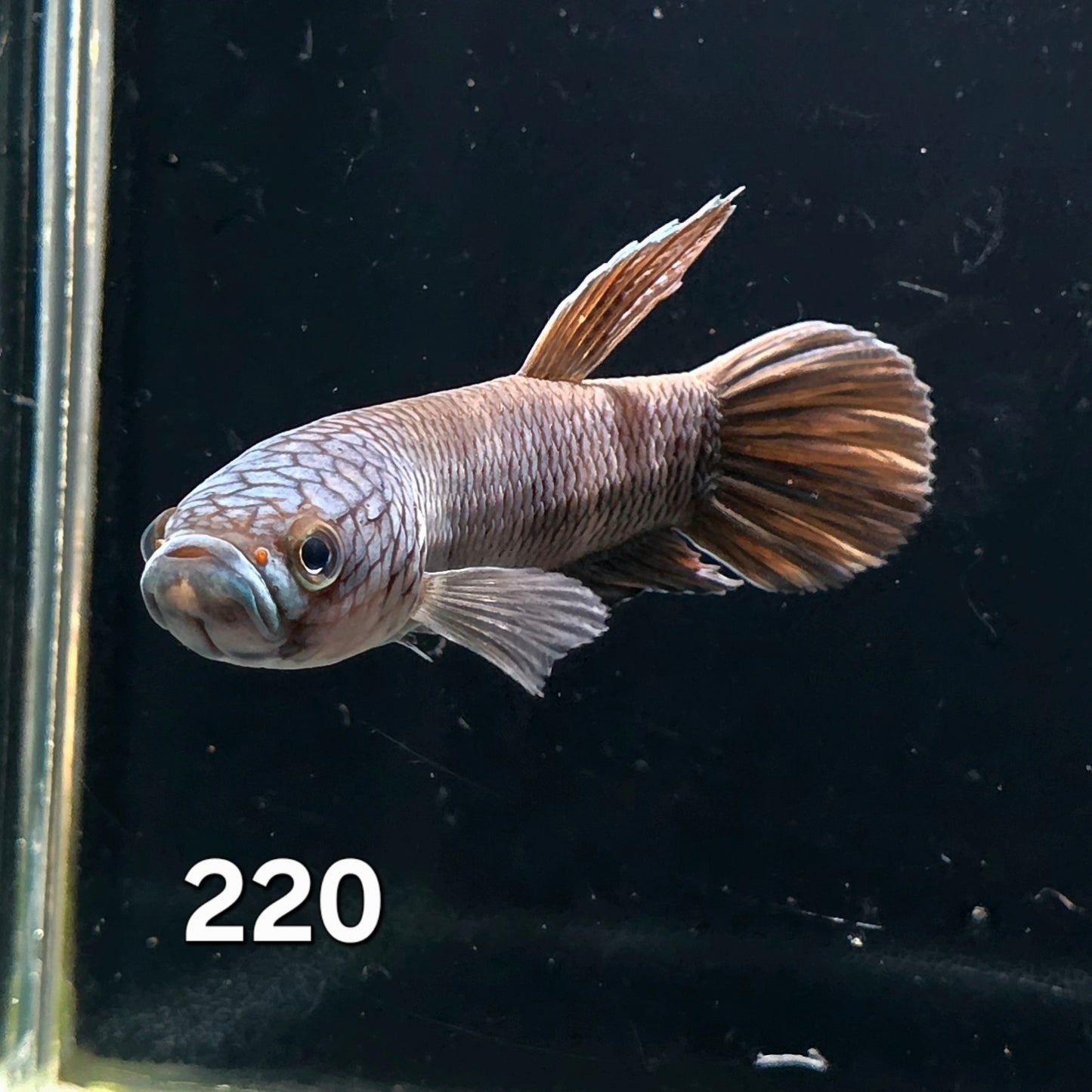 Antuta Male (IB220) by ivenbetta