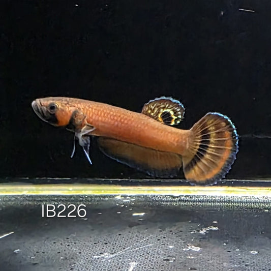 Macrostoma Male (IB226) 7cm by ivenbetta