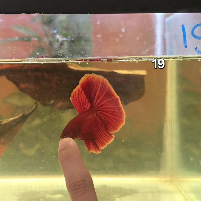HM Betta Splendens #HM19 by ivenbetta