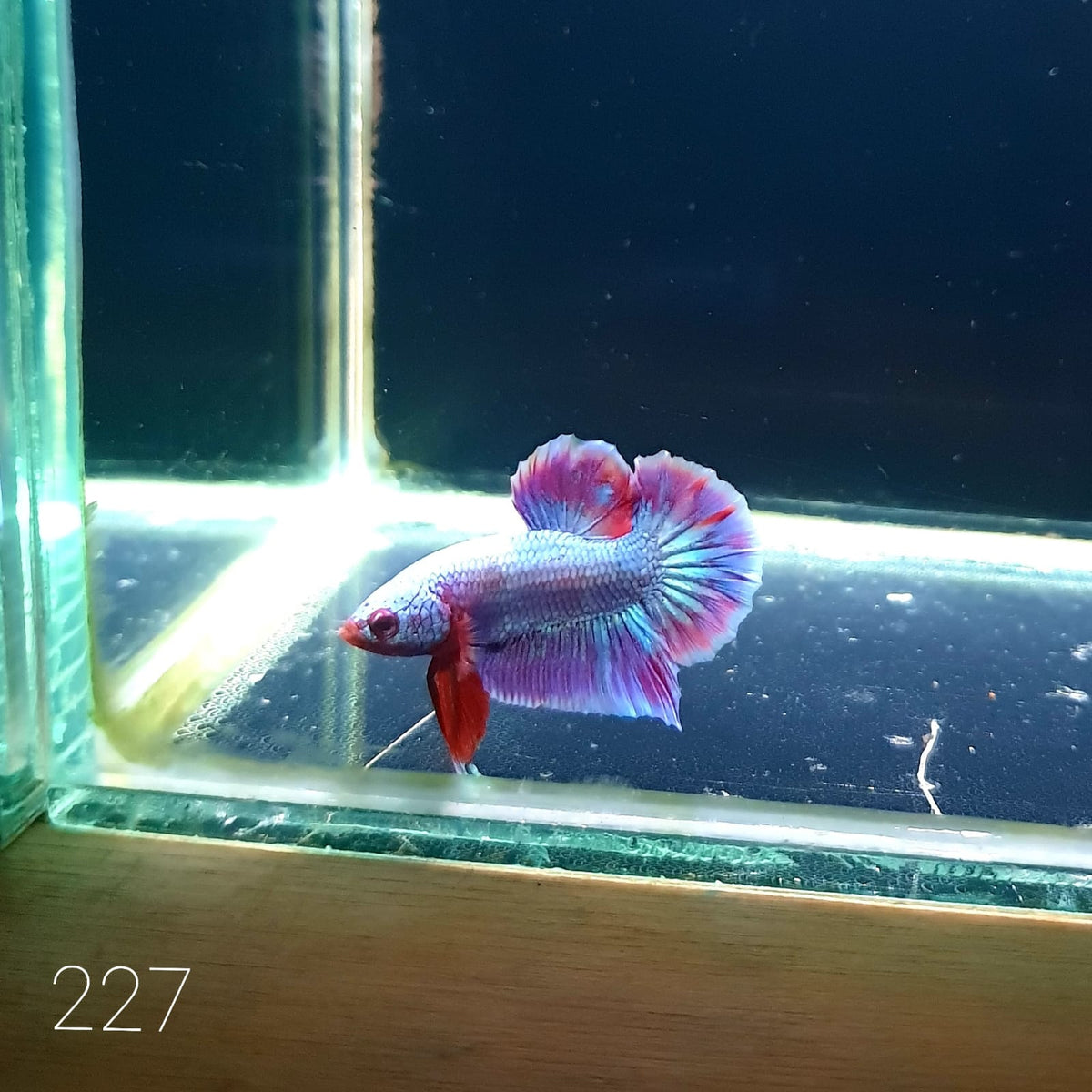 HMPK Betta Splendens #T227 by ivenbetta