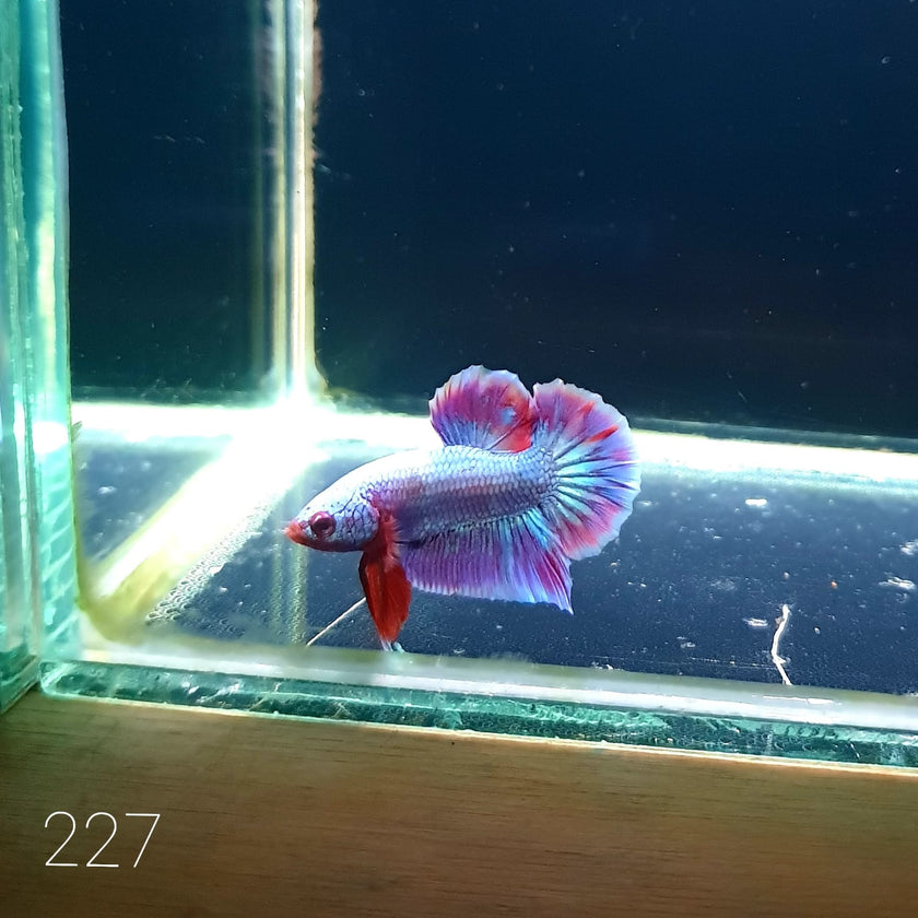 HMPK Betta Splendens #T227 by ivenbetta