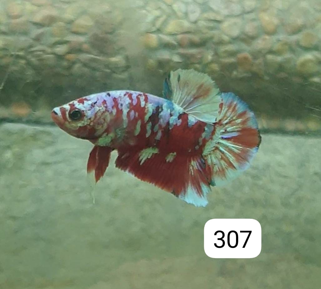 HMPK Betta Splendens #T307 by ivenbetta