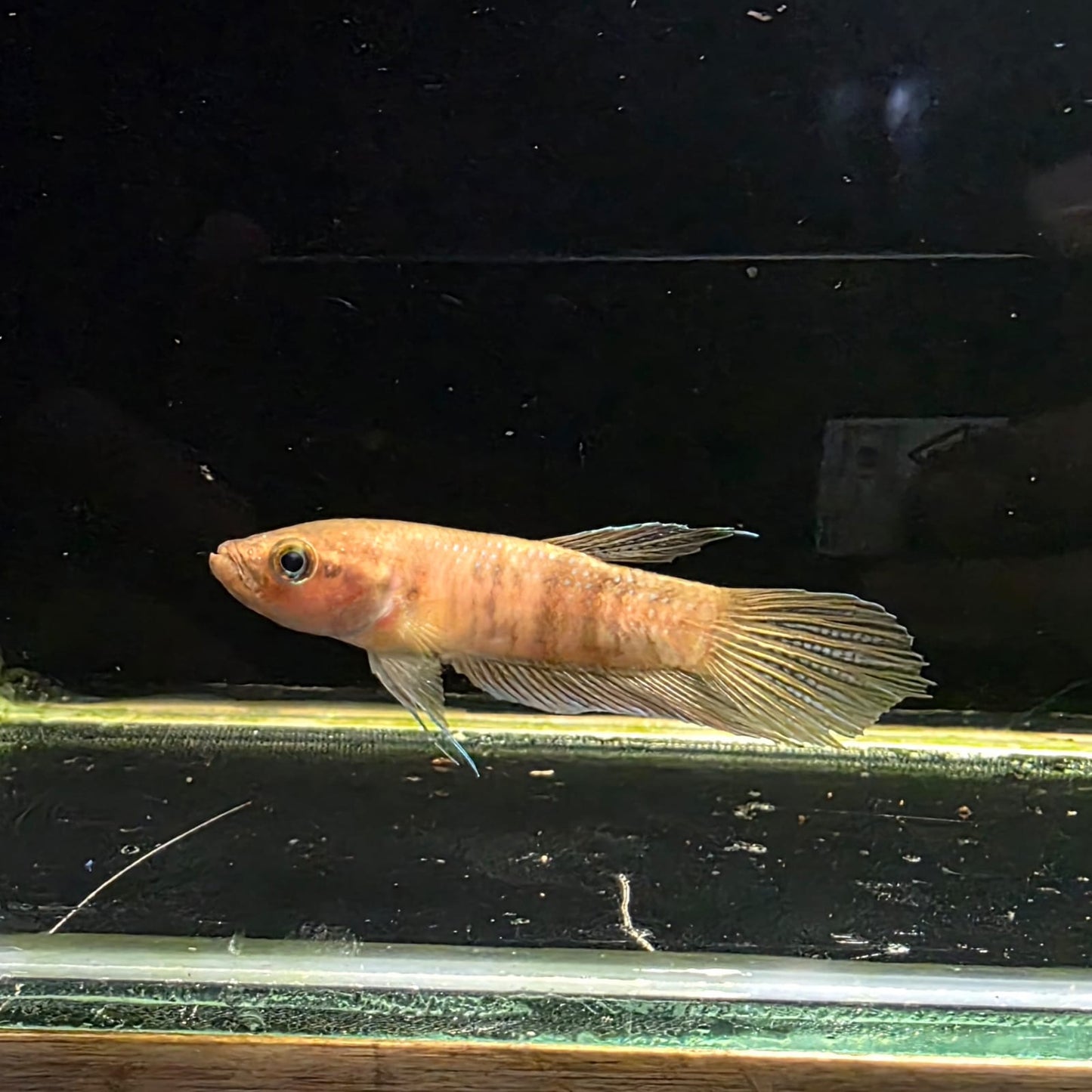 Betta sp. Alai by Iven Betta