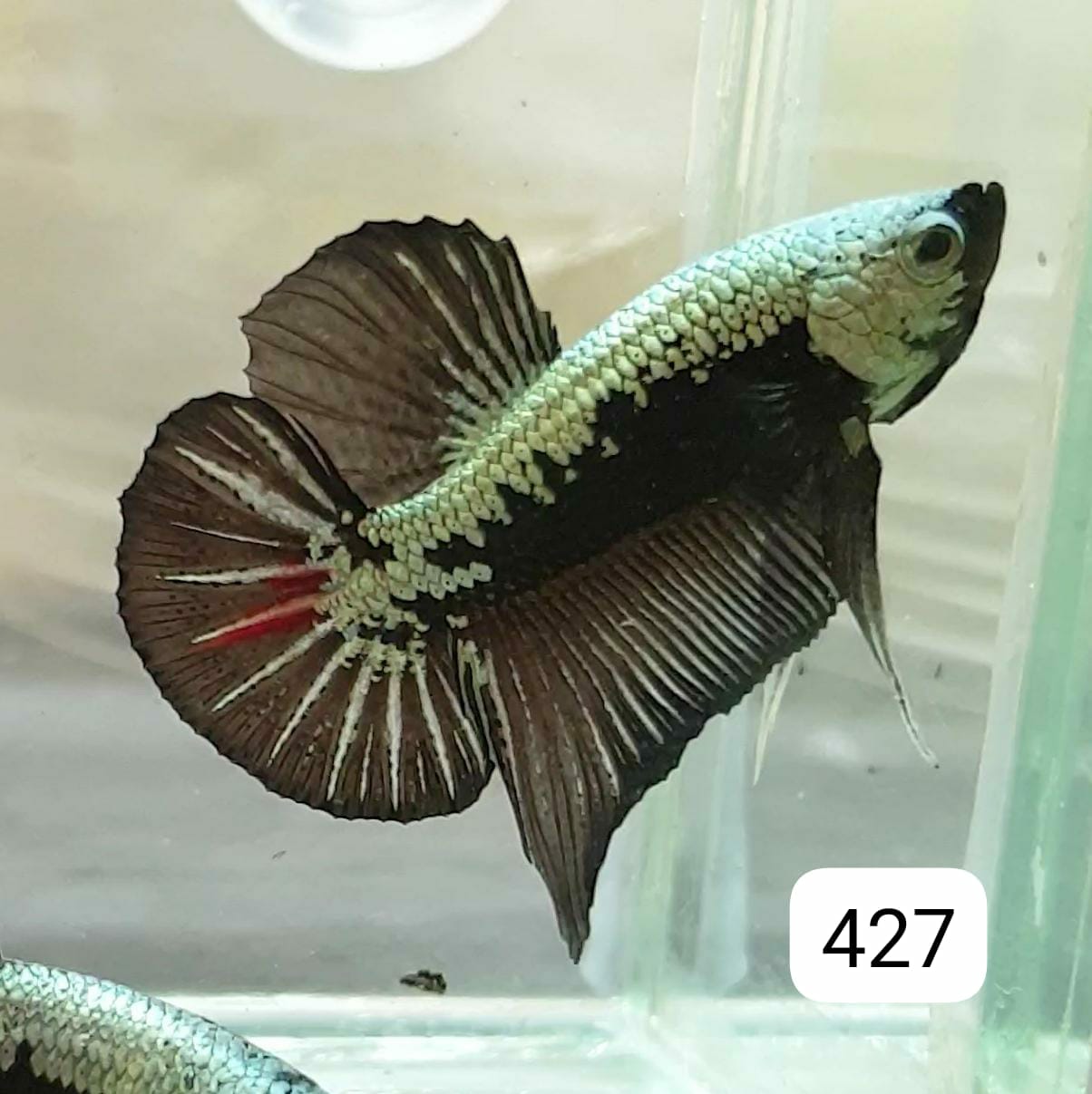 HMPK Betta Splendens #T427 by ivenbetta