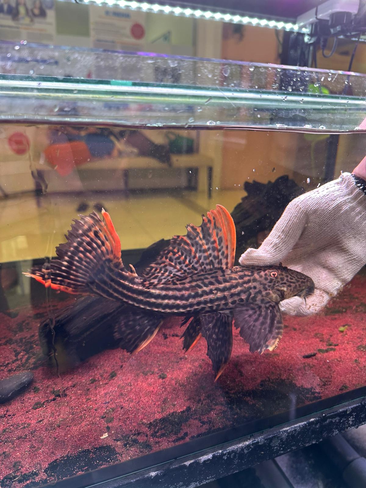 Pseudacanthicus Pirarara L25 by Iven Betta