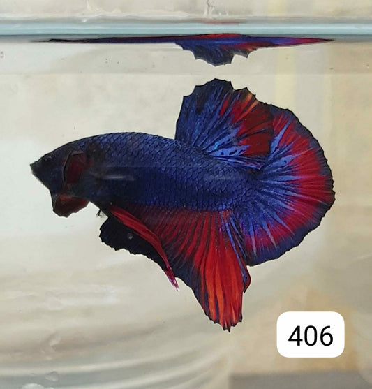 HMPK Betta Splendens #T406 by ivenbetta