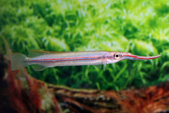 Hemirhamphodon Phaiosoma by Iven Betta