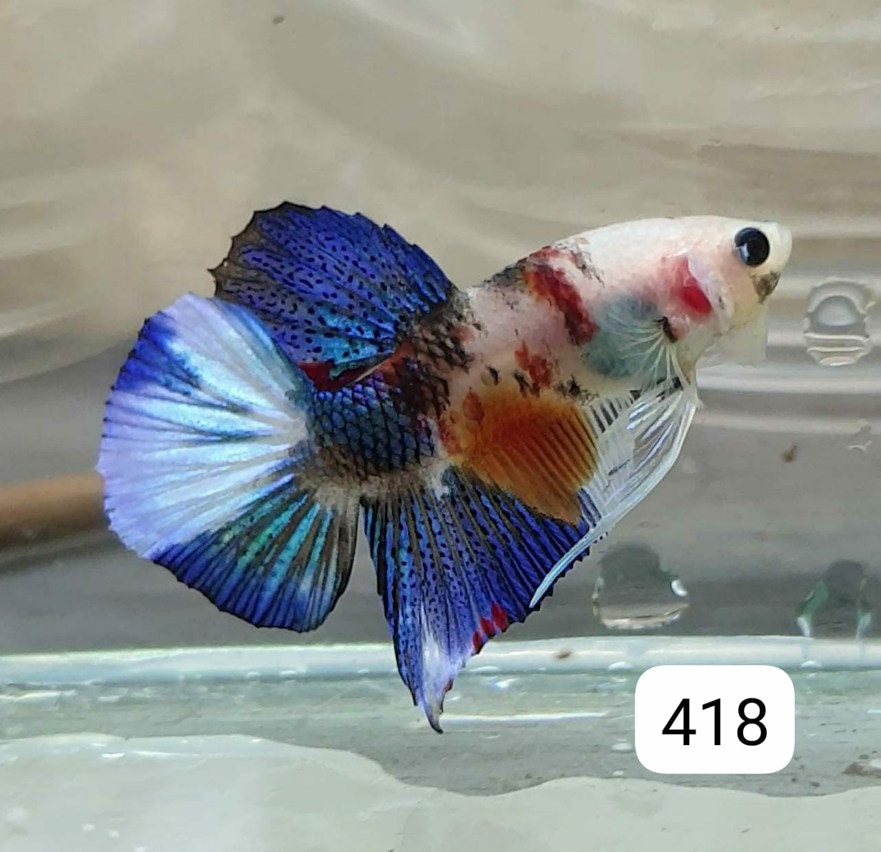 HMPK Betta Splendens #T418 by ivenbetta