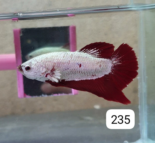 HMPK Betta Splendens #T235 by ivenbetta
