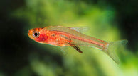 Sudadanio Retiarius (PO) by Iven Betta