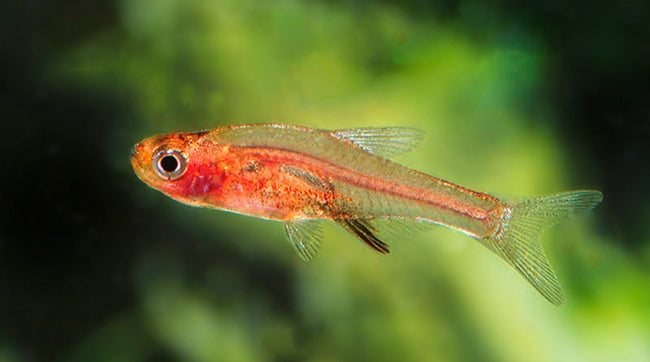 Sudadanio Retiarius (PO) by Iven Betta