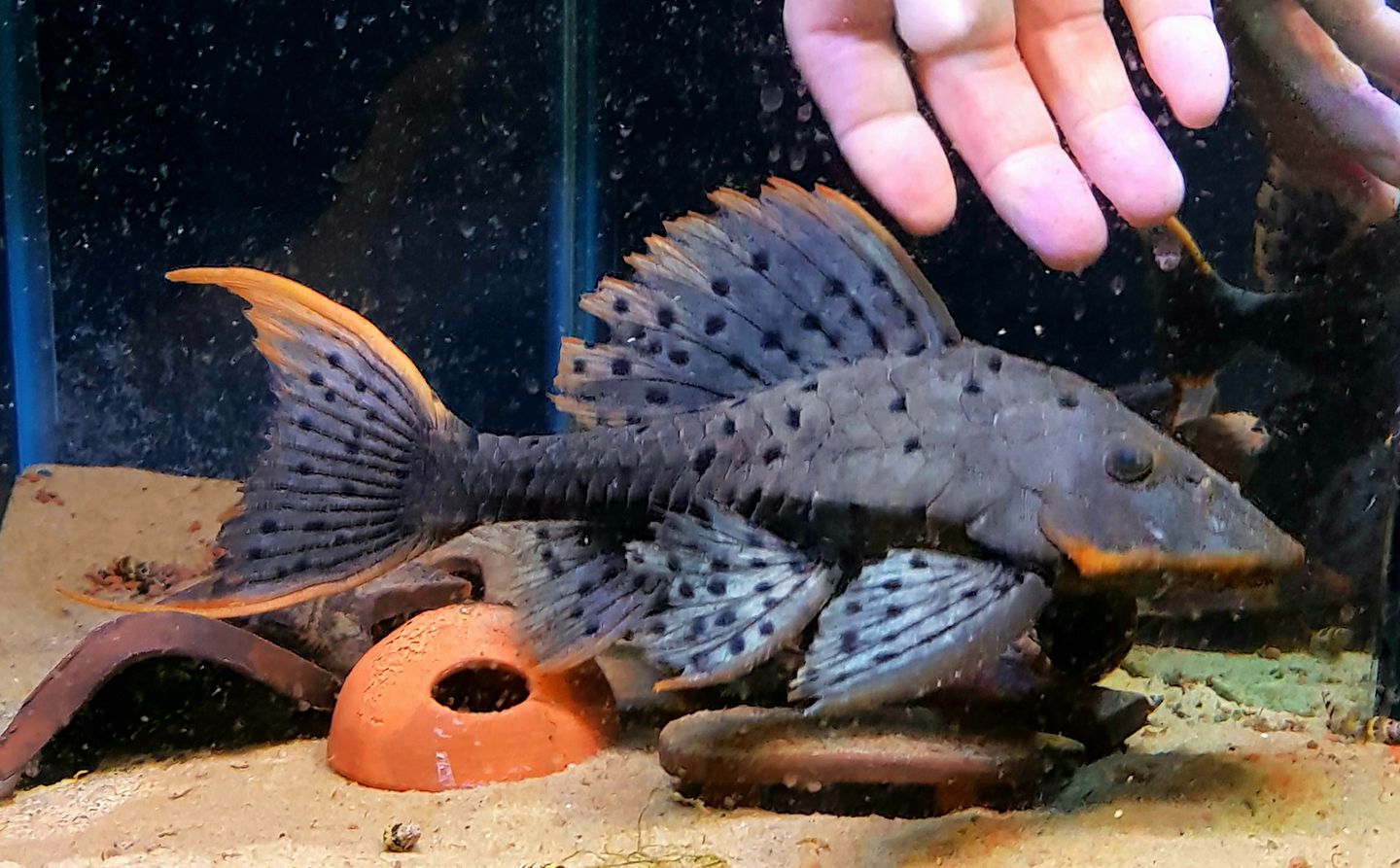 Pseudorinelepis sp. L95 by Iven Betta