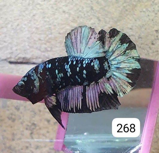 HMPK Betta Splendens #T268 by ivenbetta