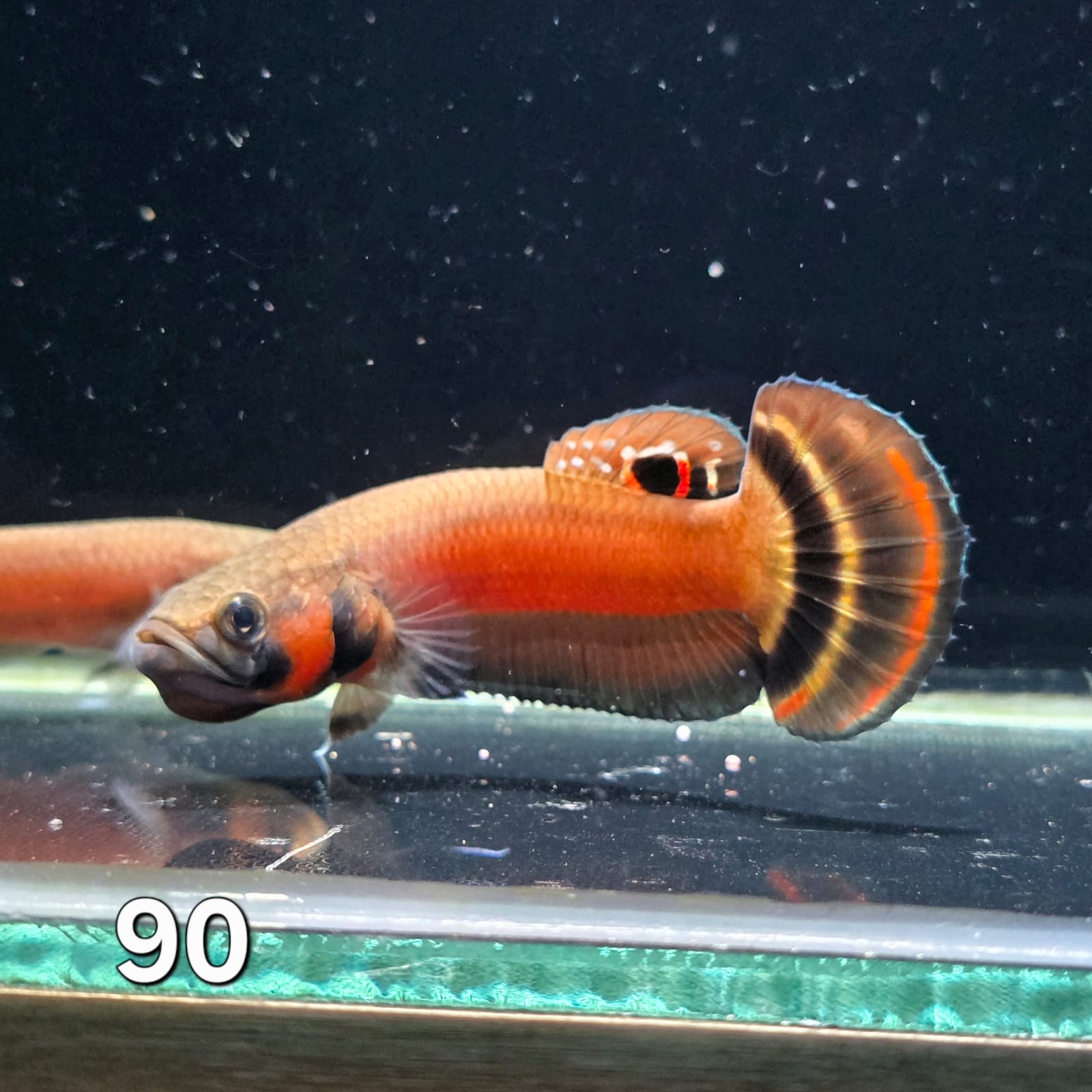 Macrostoma Male (IB090) by ivenbetta