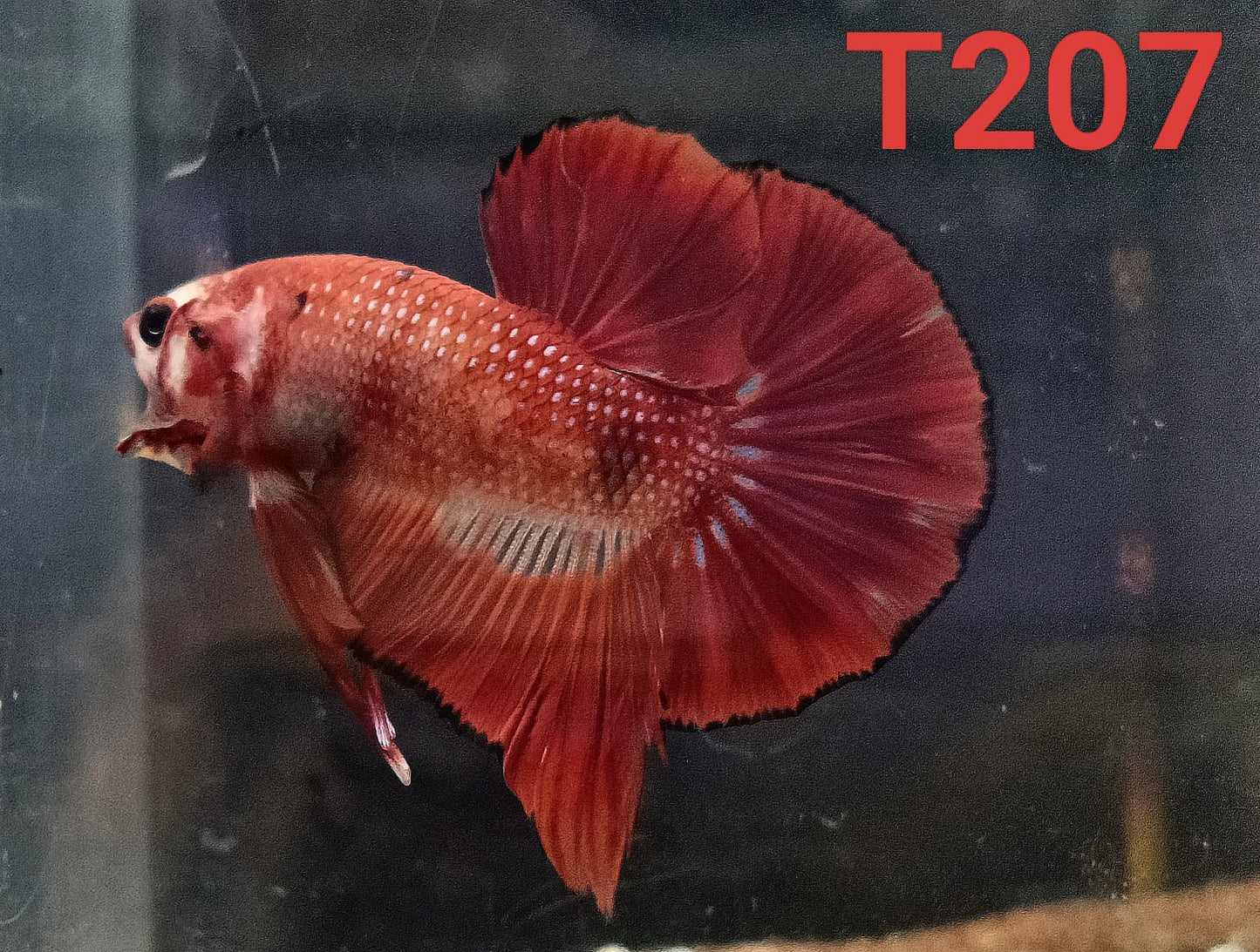 HMPK Betta Splendens #T207 by ivenbetta