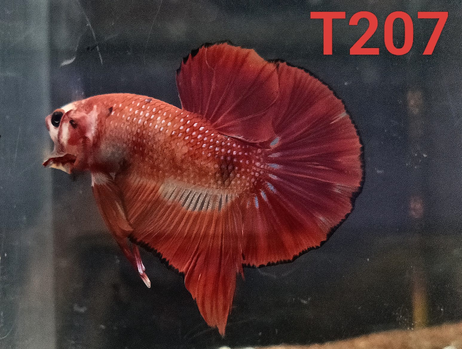HMPK Betta Splendens #T207 by ivenbetta
