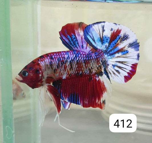 HMPK Betta Splendens #T412 by ivenbetta