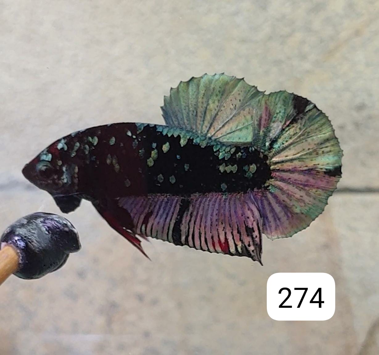 HMPK Betta Splendens #T274 by ivenbetta