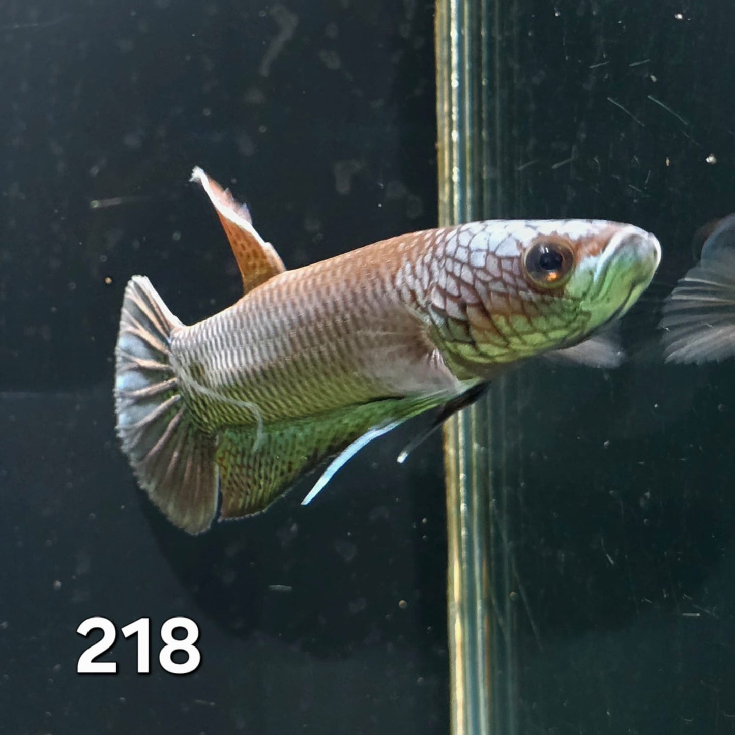 Antuta Male (IB218) by ivenbetta