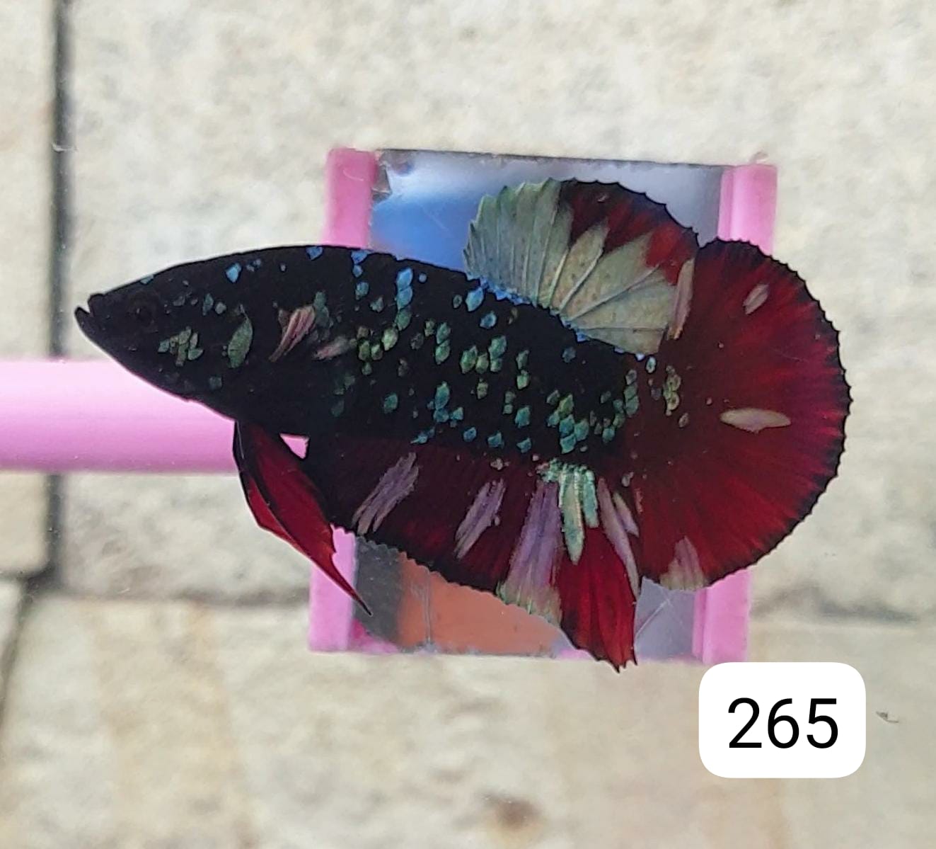 HMPK Betta Splendens #T266 by ivenbetta