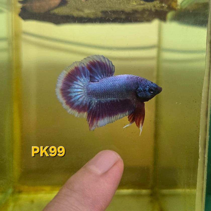 HMPK Betta Splendens #T99 by ivenbetta