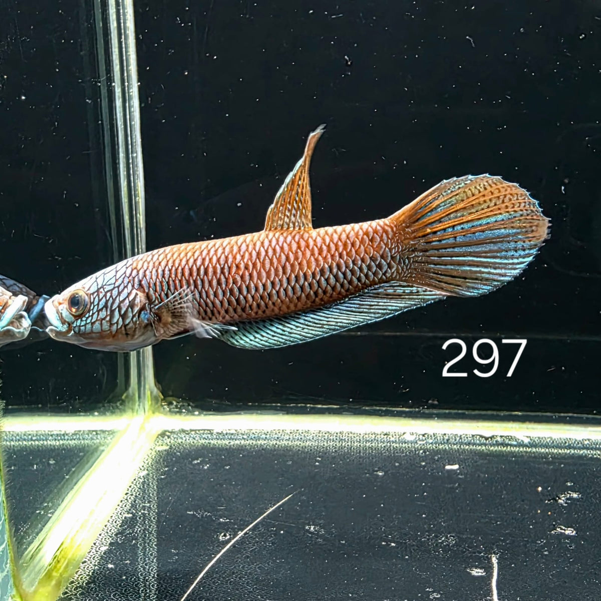 Antuta Male (A297) by ivenbetta
