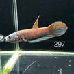 Antuta Male (A297) by ivenbetta