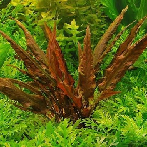 Cryptocoryne Undulata "Red" by Iven Betta