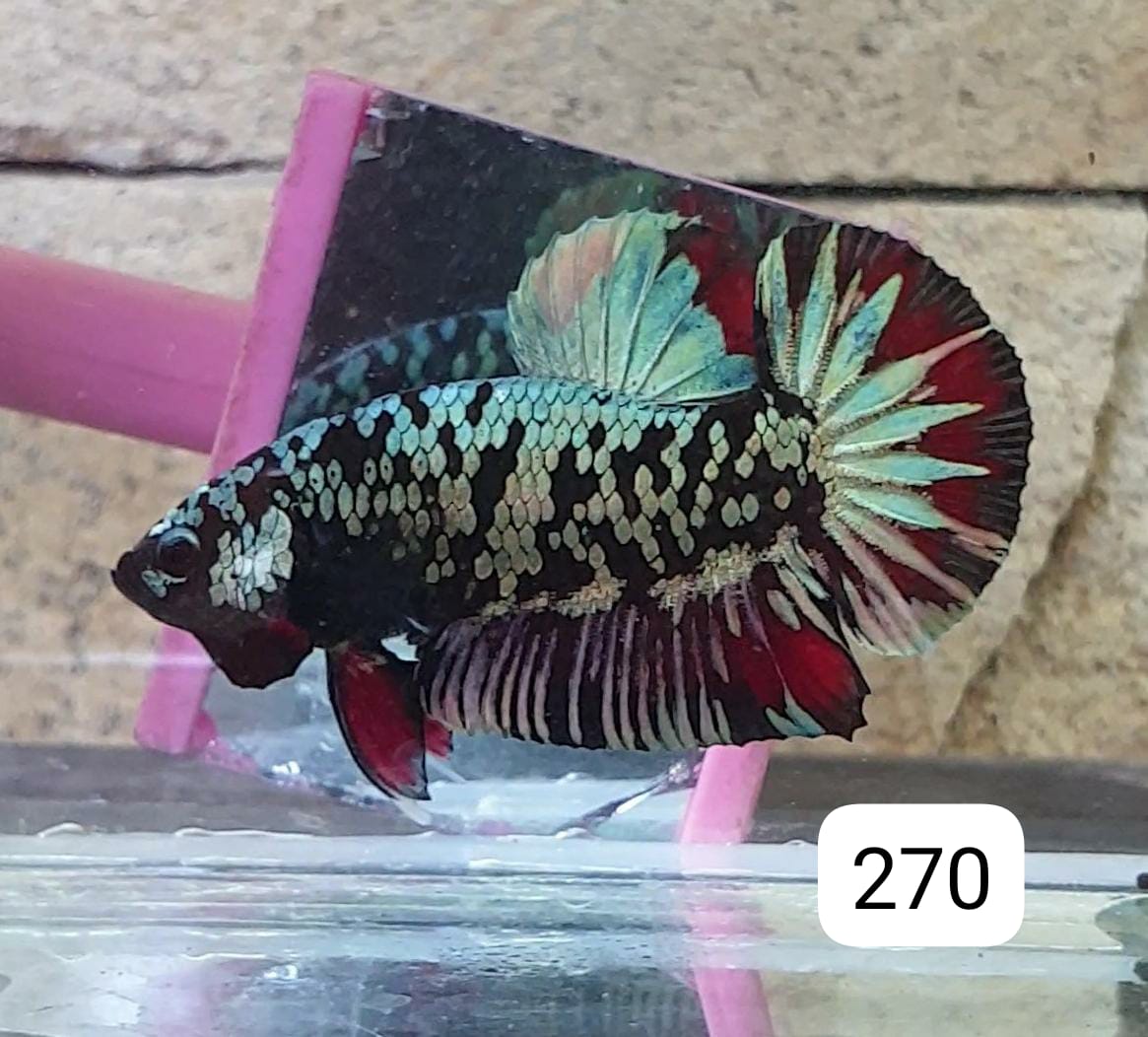 HMPK Betta Splendens #T270 by ivenbetta